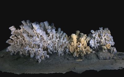 Voyis-underwater-photogrammetry-system-coral