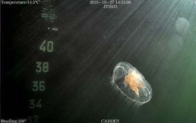 rov-chasing-inspection